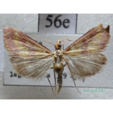 Pyrausta sanguinalis (Linnaeus, 1767) Slovakia56e